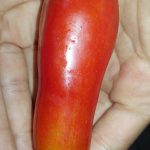 Tomato Pomedore Rajcica